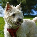 cairn terrier
